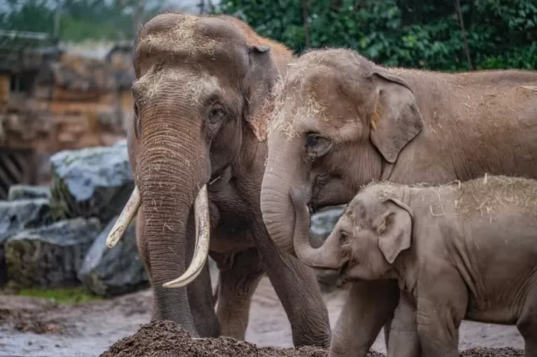 Estudios científicos describieron en elefantes el duelo por la muerte de un compañero