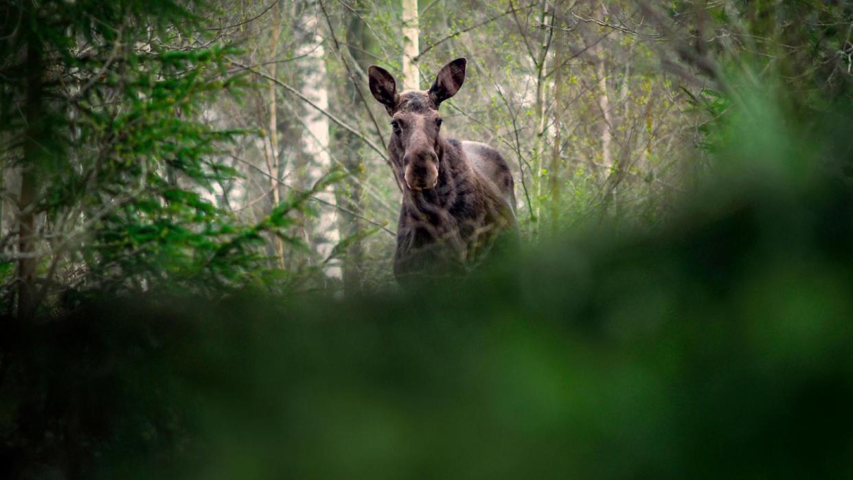 In Schweden überträgt das Fernsehen bereits seit 2019 sehr erfolgreich die zweiwöchige Wanderung von Elchen in Nordschweden, die auf Futtersuche ins Landesinnere ziehen. Nun ist das Slow TV-Programm auch bei RTL+ und GEO Television zu sehen. (Bild: RTL / Anders Strömquist)