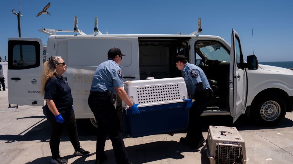 Debbie McGuire, left, of the Wetlands and Wildlife Care Center, watches as police officers load cages carrying sick pelicans into a van for treatment in Newport Beach, California. - Jae C. Hong/AP