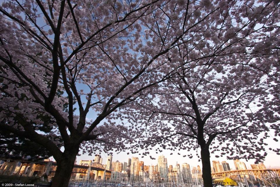 <p><em>April 4 to 28</em></p><p>There's something for everyone at the three-week long <a href="https://www.vcbf.ca/" rel="nofollow noopener" target="_blank" data-ylk="slk:Vancouver Cherry Blossom Festival;elm:context_link;itc:0;sec:content-canvas" class="link ">Vancouver Cherry Blossom Festival</a> which offers a haiku workshop and competition, a concert downtown <a href="https://www.womansday.com/life/entertainment/g2859/celebrities-aging-well/" rel="nofollow noopener" target="_blank" data-ylk="slk:featuring musicians;elm:context_link;itc:0;sec:content-canvas" class="link ">featuring musicians</a>, a family-friendly fair showcasing Japanese cultural arts, and best of all, guided cherry blossom tours that take you around to see some of the city's 43,000 cherry trees. </p>