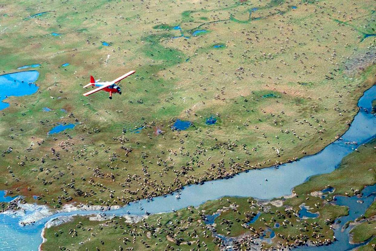 An airplane flies over caribou from the Porcupine Caribou Herd on the coastal plain of the Arctic National Wildlife Refuge in northeast Alaska. (Photo: U.S. Fish and Wildlife Service via AP)