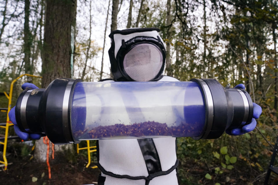 Sven Spichiger, Washington State Department of Agriculture managing entomologist, displays a canister of Asian giant hornets vacuumed from a nest in a tree behind him Saturday, Oct. 24, 2020, in Blaine, Wash. Scientists in Washington state discovered the first nest earlier in the week of so-called murder hornets in the United States and worked to wipe it out Saturday morning to protect native honeybees. Workers with the state Agriculture Department spent weeks searching, trapping and using dental floss to tie tracking devices to Asian giant hornets, which can deliver painful stings to people and spit venom but are the biggest threat to honeybees that farmers depend on to pollinate crops. (AP Photo/Elaine Thompson)