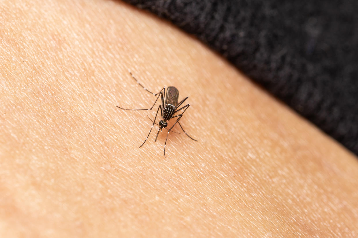 A mosquito on someone's exposed skin, about to bite them.