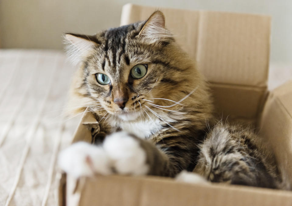 Cat sitting in a cardboard box