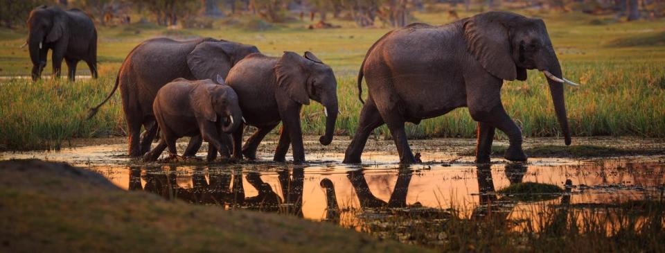 Botswana es el país con mayor número de elefantes en el mundo. (Foto: cortesía La Nación).