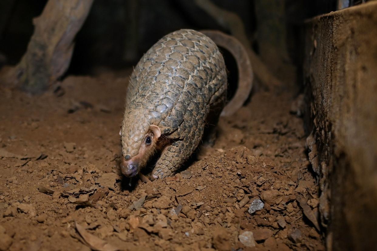 This photograph taken on September 14, 2020 shows a pangolin emerging from an underground tunnel at night at Save Vietnam's Wildlife, a group that runs a pangolin conservation program inside the Cuc Phuong National Park in northern province of Ninh Binh. - Life remains precarious for the world's most trafficked mammal despite the country's renewed vow to crack down on the illegal wildlife trade that many blame for the coronavirus pandemic. (Photo by Manan VATSYAYANA / AFP) / To go with  Vietnam-conservation-wildlife-health-virus by Alice PHILIPSON (Photo by MANAN VATSYAYANA/AFP via Getty Images)