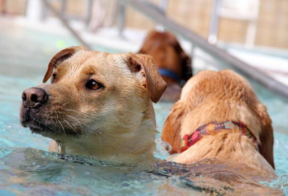 Dogs in the pool! The Orange County Animal Services Department holds its annual Dog Swim from noon to 3 p.m. Saturday, Sept. 10, at the A.D. Clark Pool at Hargraves Community Center in Chapel Hill.