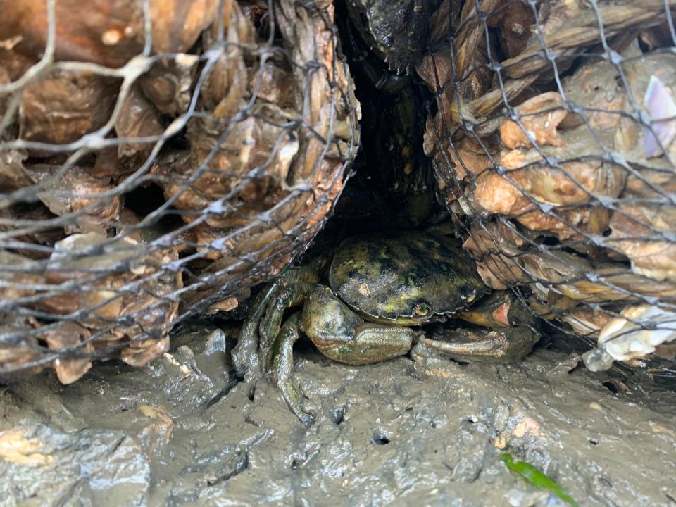 European green crabs trapped on the Washington coast