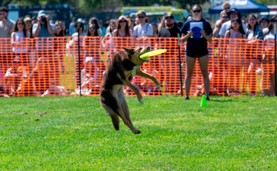 A contender in the Frisbee Dog contest leaps to catch a disc at UC Davis’ Picnic Day on Saturday.