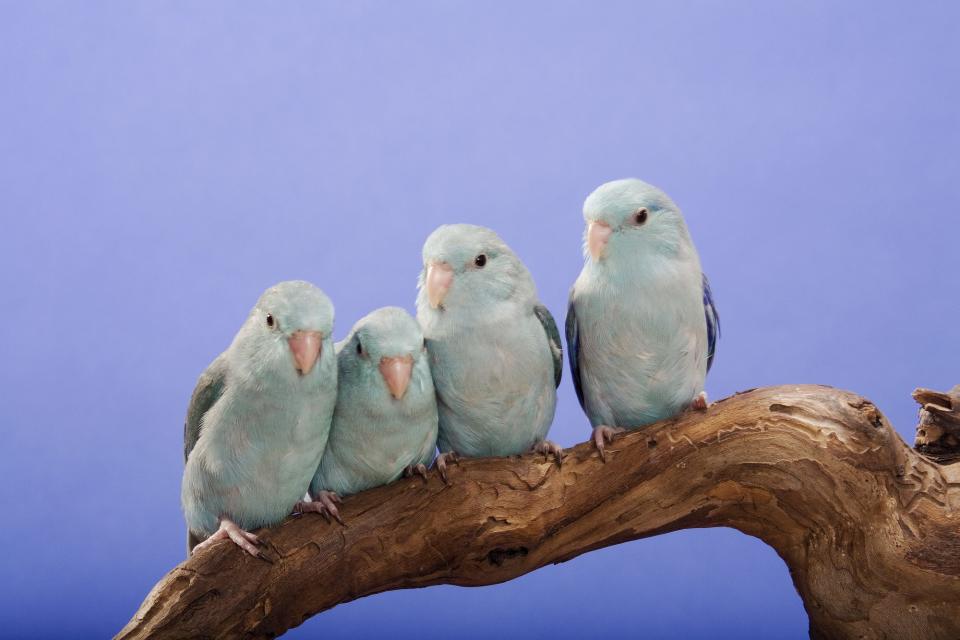 Parrotlet