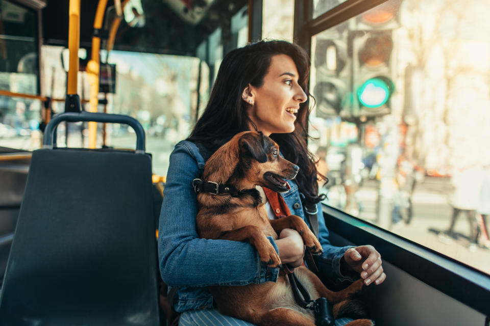 How to prep your pooch to join the daily commute. (Getty Images)