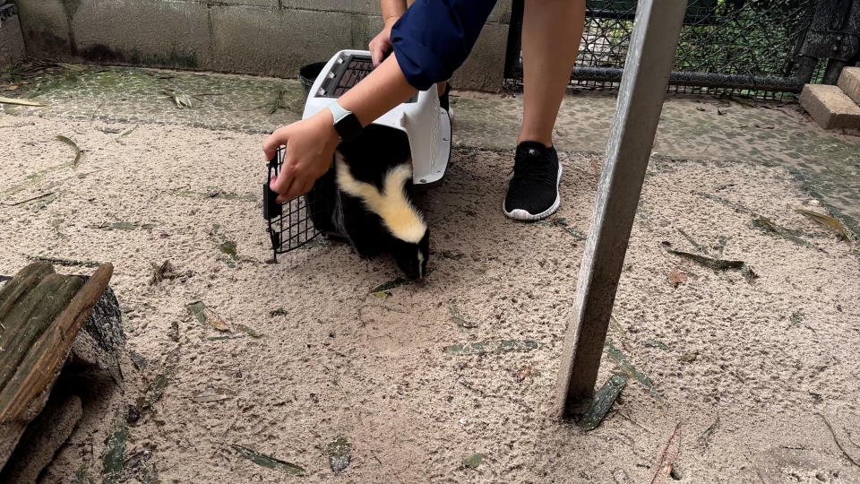 A skunk in a cage at Tampa Zoo.