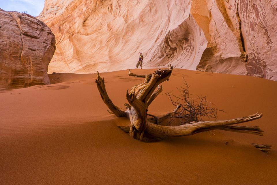 Junipe snag in sand in a sandstone alcove