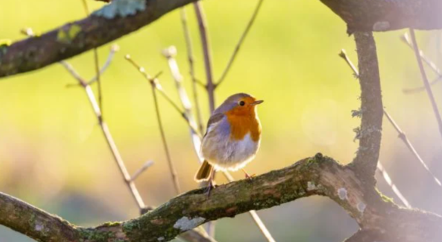 Quelle est la nourriture préférée des rouges-gorges en hiver?