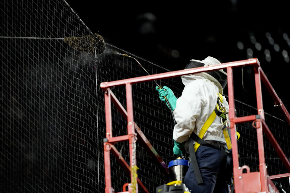 A bee keeper removes a swarm of bees gathered on the net behind home plate delaying the start of a baseball game between the Los Angeles Dodgers and the Arizona Diamondbacks, Tuesday, April 30, 2024, in Phoenix. (AP Photo/Matt York)