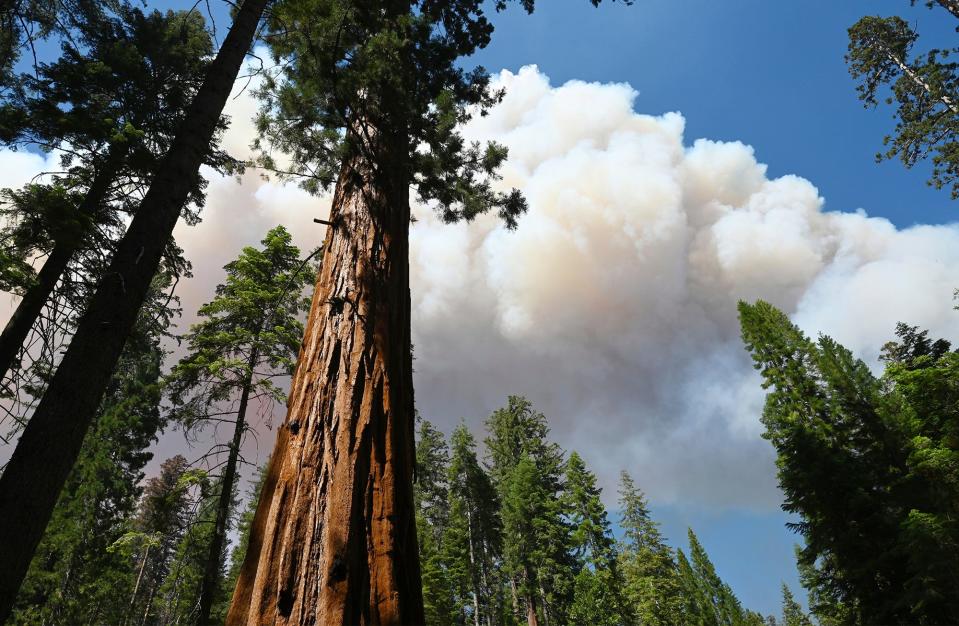 The Washburn Fire in California has threatened giant sequoias n Yosemite National Park.