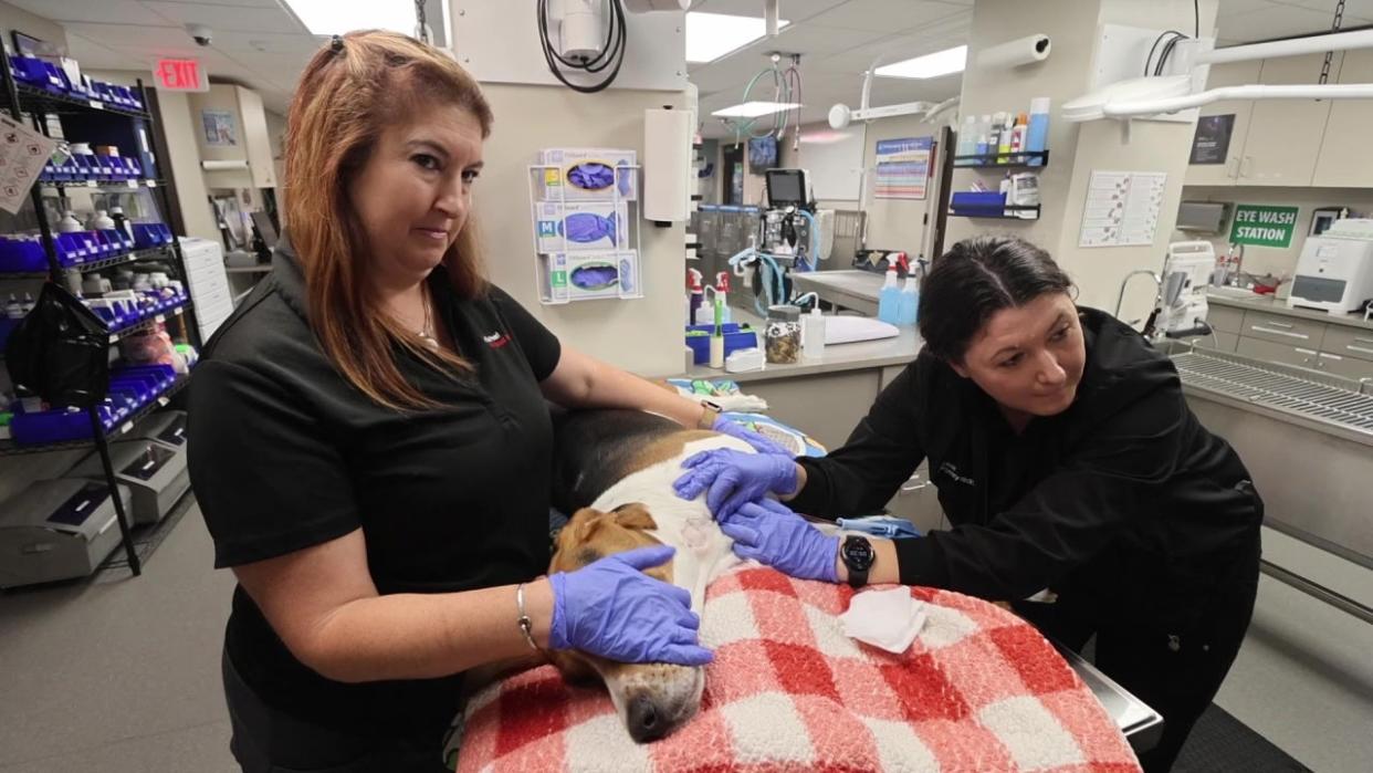 <div>Geezer is slightly sedated when he donates because he gets his nails trimmed at the same time and he doesn't like it.</div>