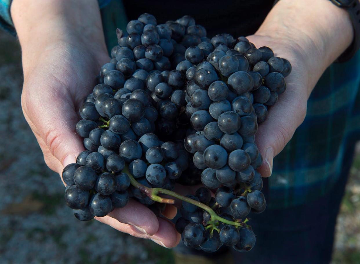 According to information shared with CBC News, Nova Scotia's wine program would provide between $6 million and $12 million a year to companies that bottle wine in the province but can purchase their grapes from outside of Nova Scotia and Canada. (Andrew Vaughan/Canadian Press - image credit)