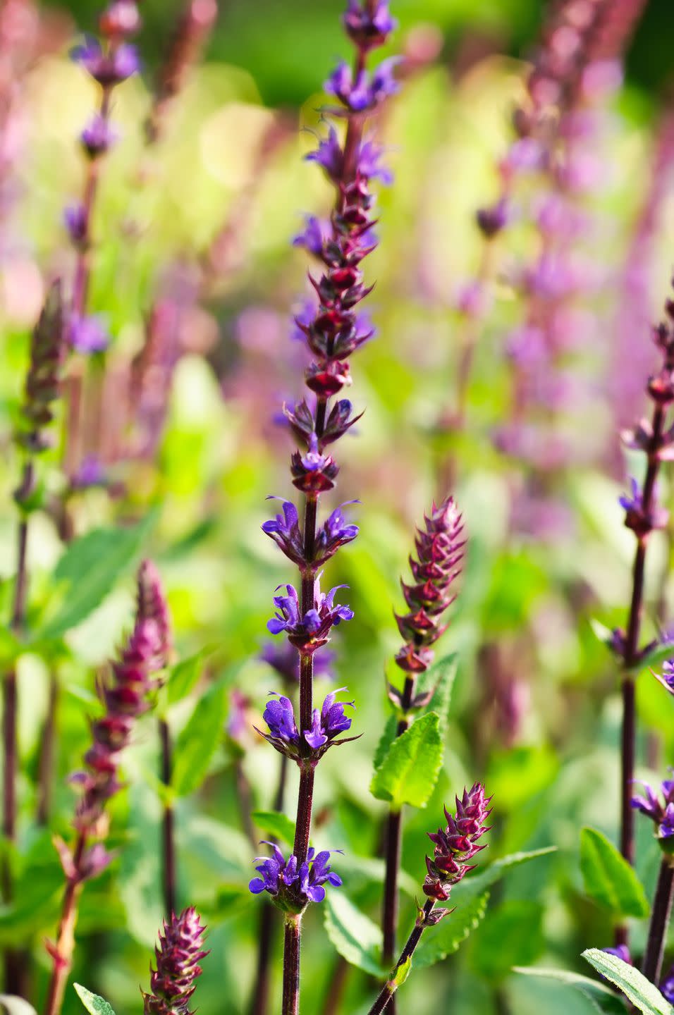 <p>Russian Sage has aromatic silvery foliage and violet blue flowers. They can be used as a cut flower and are great as a companion to other late summer flowering plants like Gaura and ornamental grasses.</p><p><a rel="nofollow noopener" href="https://www.unwins.co.uk/perovskia-blue-spire-shrub-pid8389.html" target="_blank" data-ylk="slk:BUY NOW;elm:context_link;itc:0;sec:content-canvas" class="link ">BUY NOW</a></p>