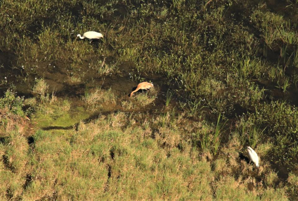 A juvenile whooping crane (center) and its parents forage at Horicon National Wildlife Refuge near Mayville, Wis.