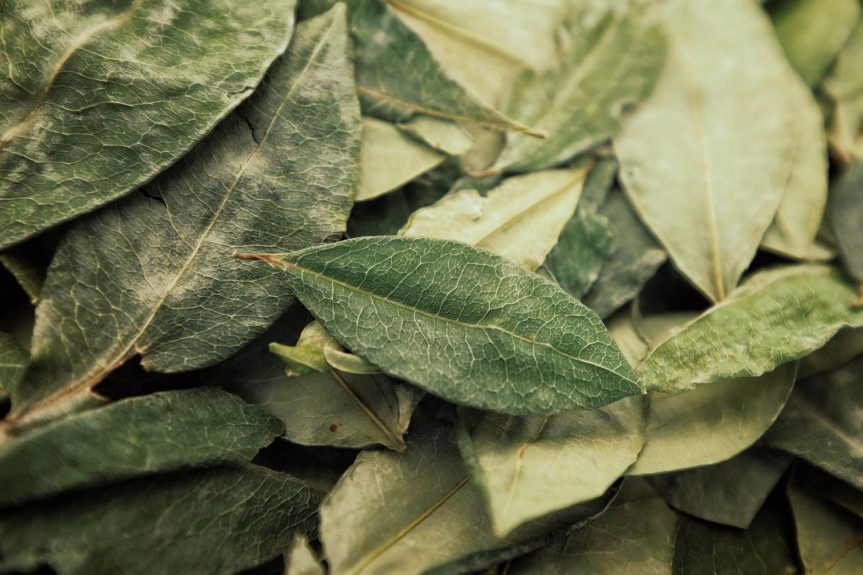 dry coca leaves