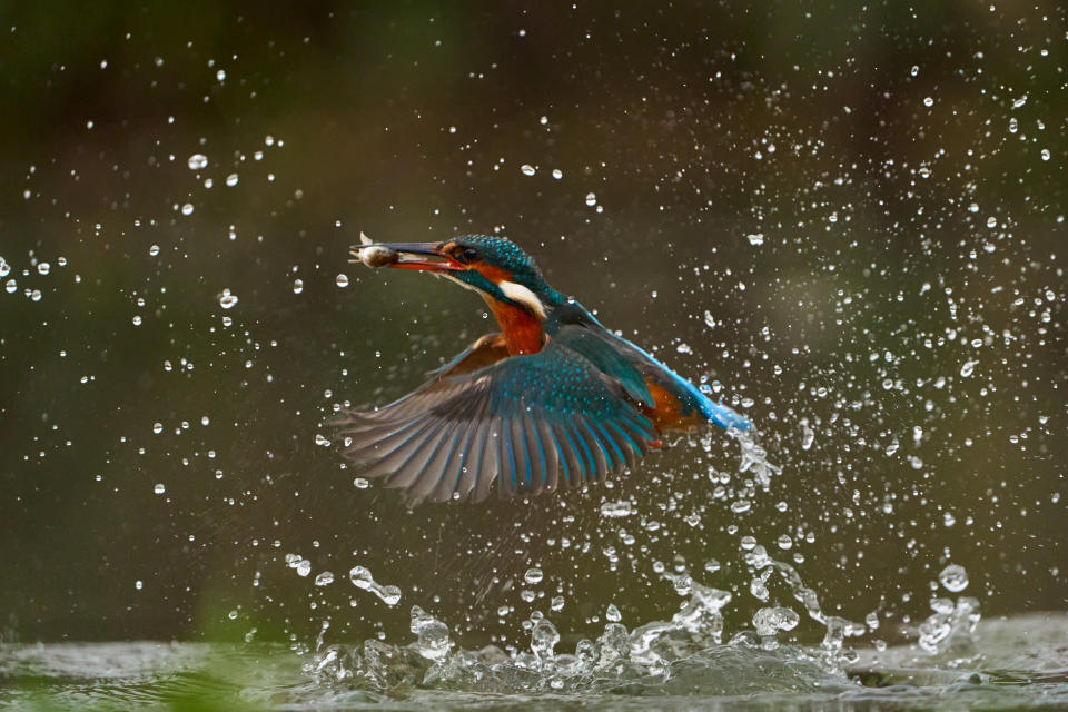 A dramatic fish-eye view shows life from beneath the surface - as a hidden underwater camera captures the moment a kingfisher dives from above to catch its next meal. The hidden GoPro camera shows the last peaceful seconds of the fish swimming along beneath the water's glassy surface - just before one of them becomes lunch for the agile kingfisher.