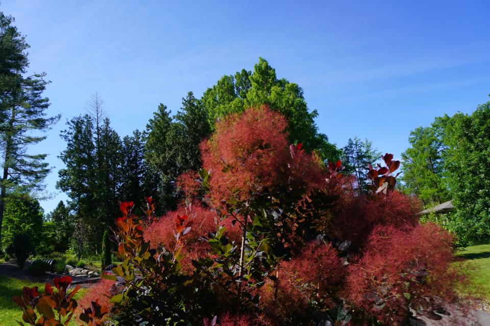 "Royal Purple" smokebush at Secrest Arboretum in Wooster.