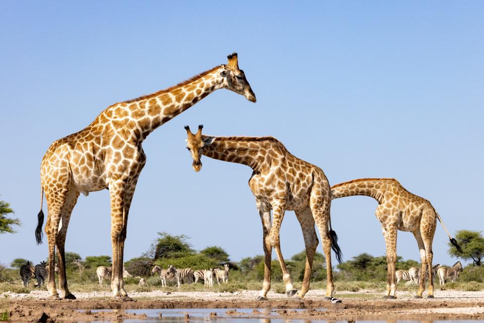 A giraffe appears to stick its head up another giraffe's butt.