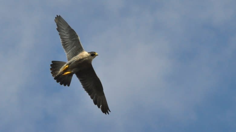 Peregrine falcon recovery 'astounding,' says Yukon biologist
