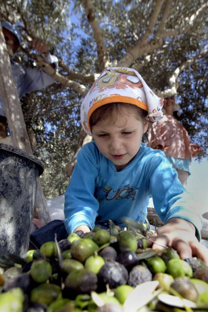 Una niña recoge olivas