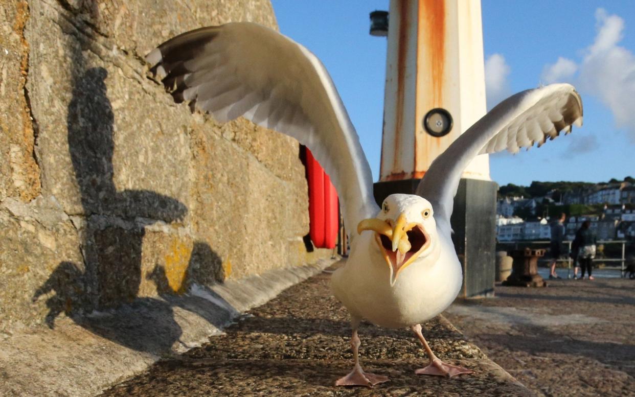 Seagulls are becoming increasingly aggressive and are no longer content to scavenge leftovers - Getty Images Europe