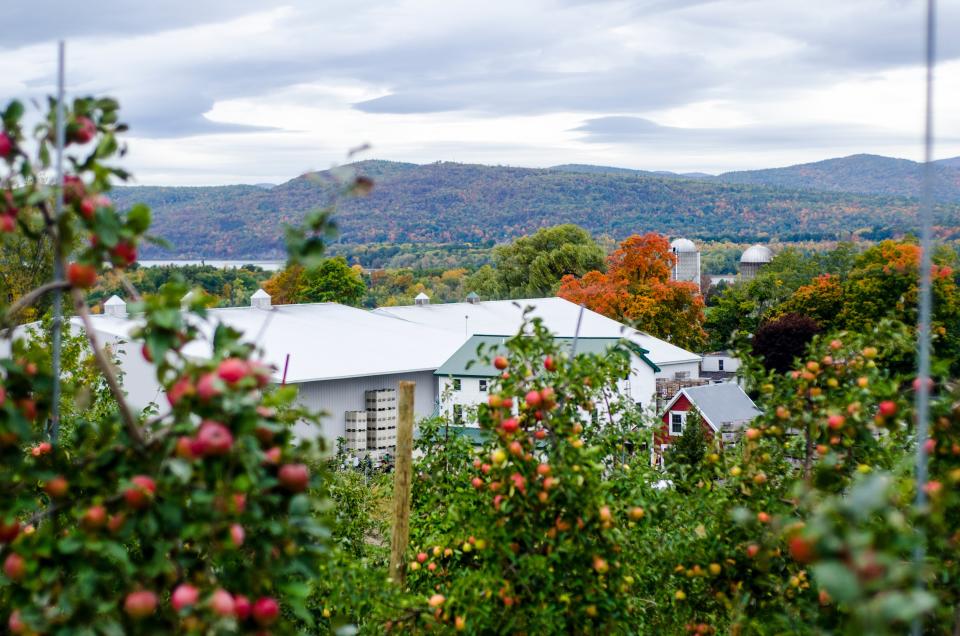 Apple Orchards