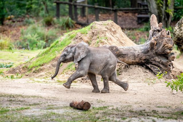 <p>Walt Disney World</p> Baby elephant Corra debuts at Disney World's Animal Kingdom