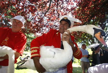 The Queen's Swan Marker David Barber (R) carries a swan back to the river during the annual Swan Upping ceremony on the River Thames between Shepperton and Windsor in southern England July 14, 2014. REUTERS/Luke MacGregor