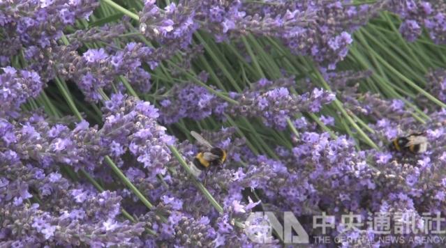 紫外線光暈引誘蜜蜂花朵為授粉出奇招