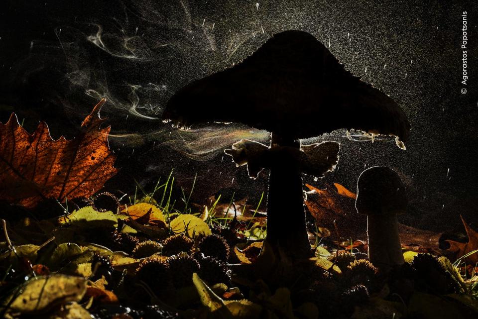 Agorastos Papatsanis, winner of the Plants and Mushrooms category, reveals the magic of a mushroom releasing its spores in the forest of Mount Olympus, Pieria, Greece.
