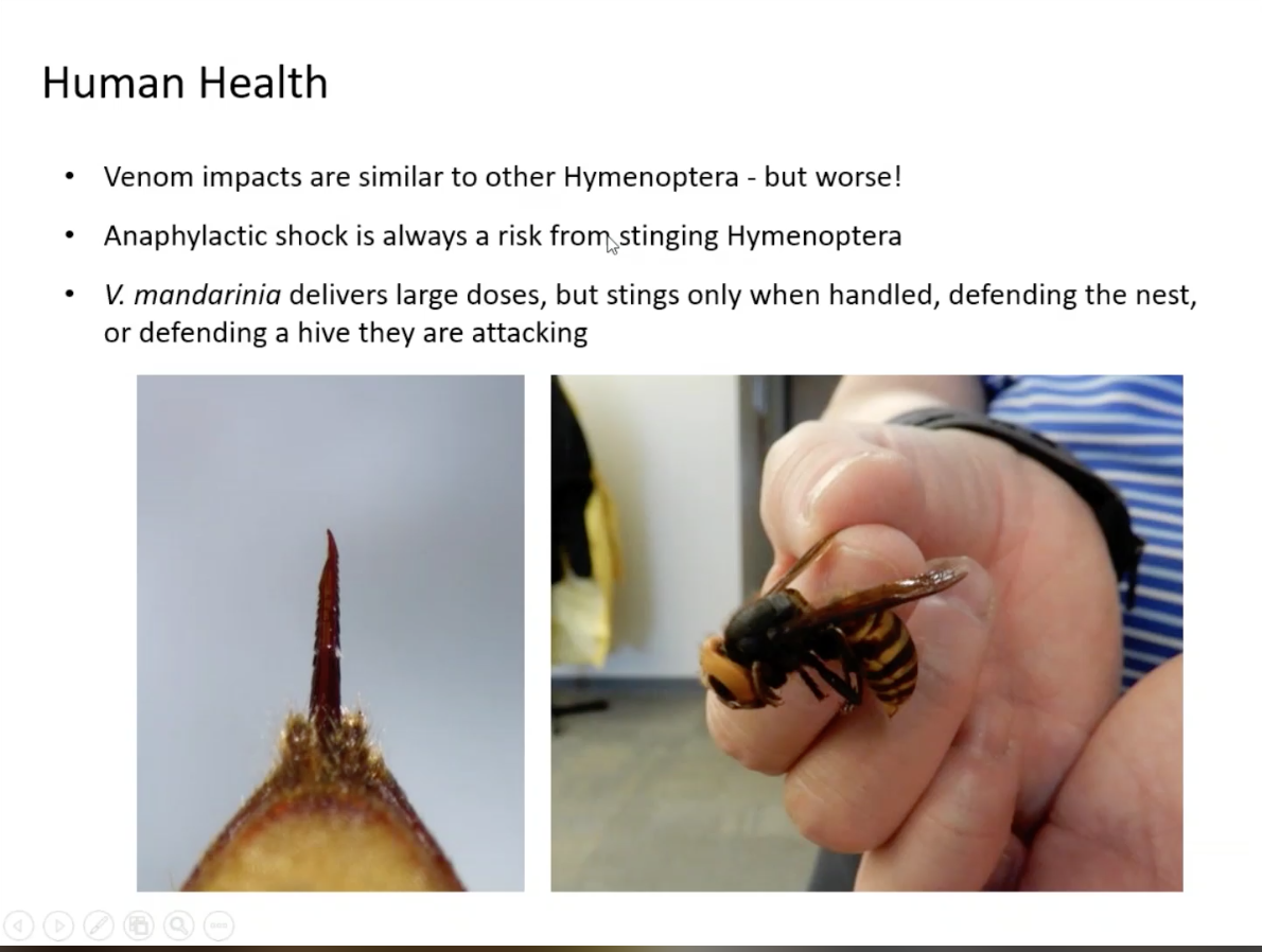 A March Washington State Department of Agriculture presentation shows the stinger of an Asian giant hornet and a technician holding a worker hornet
