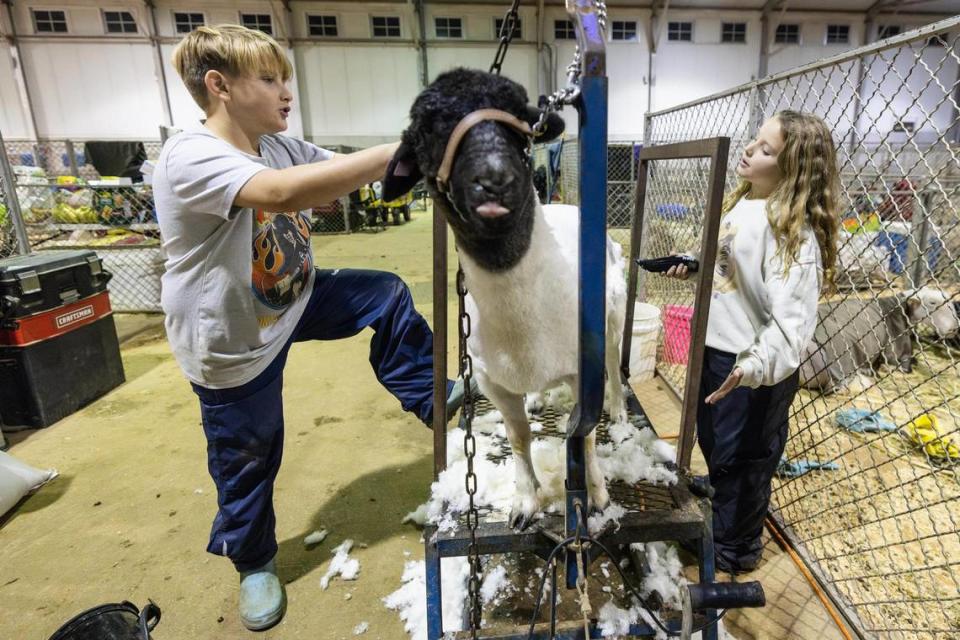 Landon, 10, and Faithlynn Ziegler, 8, exchange friendly competitive banter about who has won more competitions while shearing their sheep Minnie Mouse in the sheep stables at the Fort Worth Stock Show and Rodeo. The Ziegler family comes from San Antonio where they are competing in the Dorper Sheep Show Youth Division. Although they have competed and won in multiple regional competitions, this is their first one competing on this large of a scale.