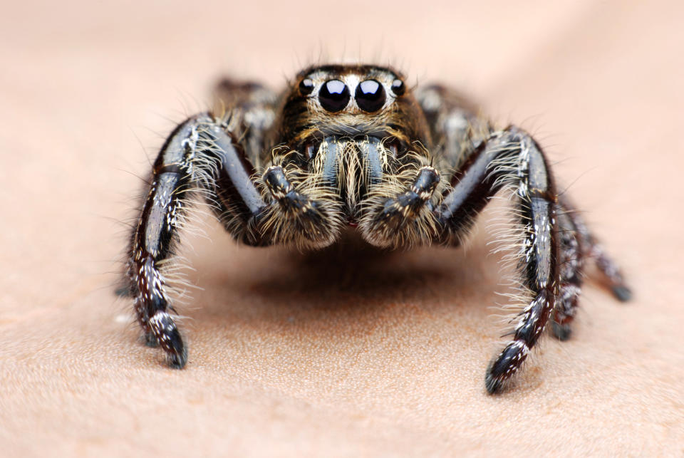 Jumping spider.