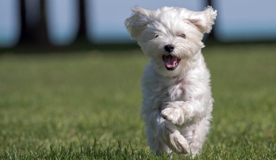 Maltese dog running