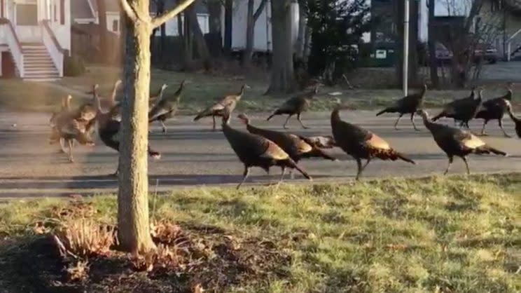 A man in Boston filmed a group of turkeys circling a dead cat. Photo from Twitter.