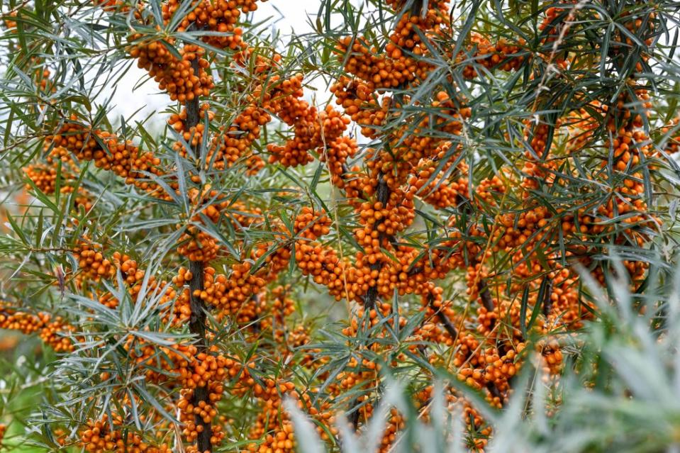 Research promotes sea buckthorn as a great weight loss food. dpa/picture alliance via Getty Images