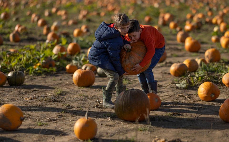 'To me, to you!' Two boys help each other lift a giant pumpkin - Dan Kitwood 