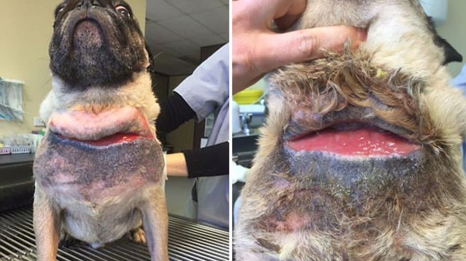 Otis was left with a 15-centimetre gash in the back of his neck as a result of extreme chafing. Source: GoFundMe