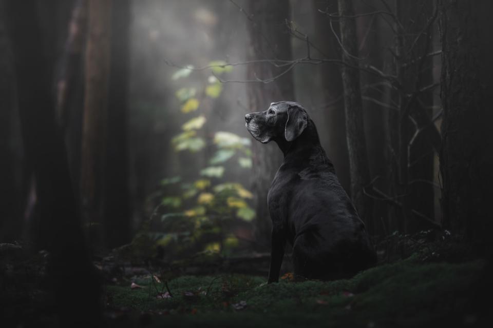 <strong>First Place and Overall Winner</strong><br />"The Lady of the Mystery Forest"<br />Noa, Great Dane, Netherlands