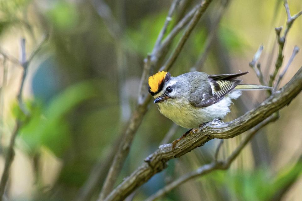 Golden-crowned kinglets, like this male, work together to raise 1-2 large broods a season. The male may even take over feeding fledglings as the female prepares the next clutch of 3-11 eggs. Julian Avery