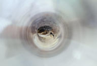 <p>A Black Rattlesnake, which had been rescued with other animals while being trafficked illegally, is seen inside a plastic cylinder at the Federal Wildlife Conservation Center on the outskirts of Mexico City May 20, 2011. (Photo: Carlos Jasso/Reuters) </p>