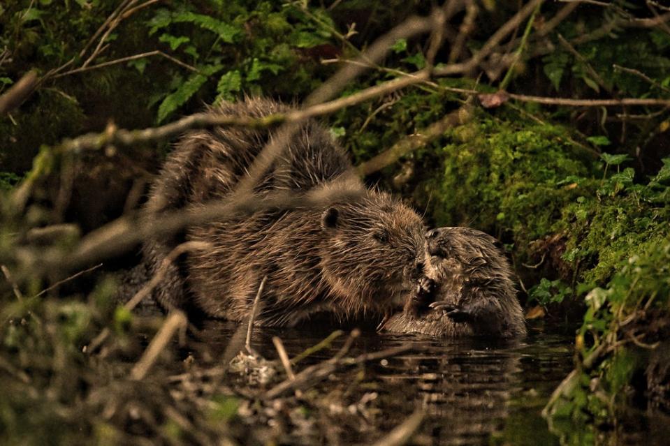 Beavers on Cabilla estate (©Cabilla Cornwall)