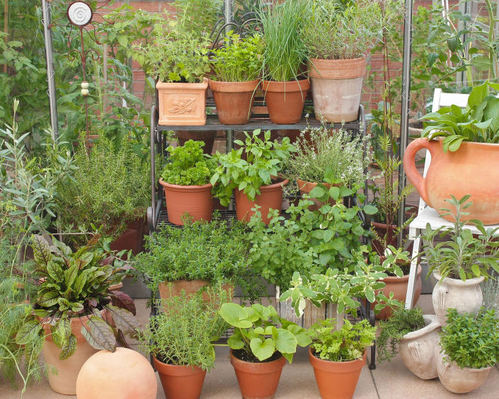 <p> A good herb garden is all about easy access and easy maintenance. And an approach that ticks both these boxes is choosing a plant theatre and positioning it just outside your kitchen door. Rack up your herb plants in tiers and you can both keep an eye on them and pick them as and when you need them. What could be better for a&#xA0;low maintenance garden idea&#xA0;than that?&#xA0; </p> <p> What&apos;s more, a plant theatre is a great way of showing off your herb collection, as well as any other collections of plants such as succulents or spring bulbs. Raising your plants on shelves lets you stage them and add some drama so it&apos;s one of our favorite herb garden ideas. You can also appreciate their charms better, as they will be at eye level. </p>