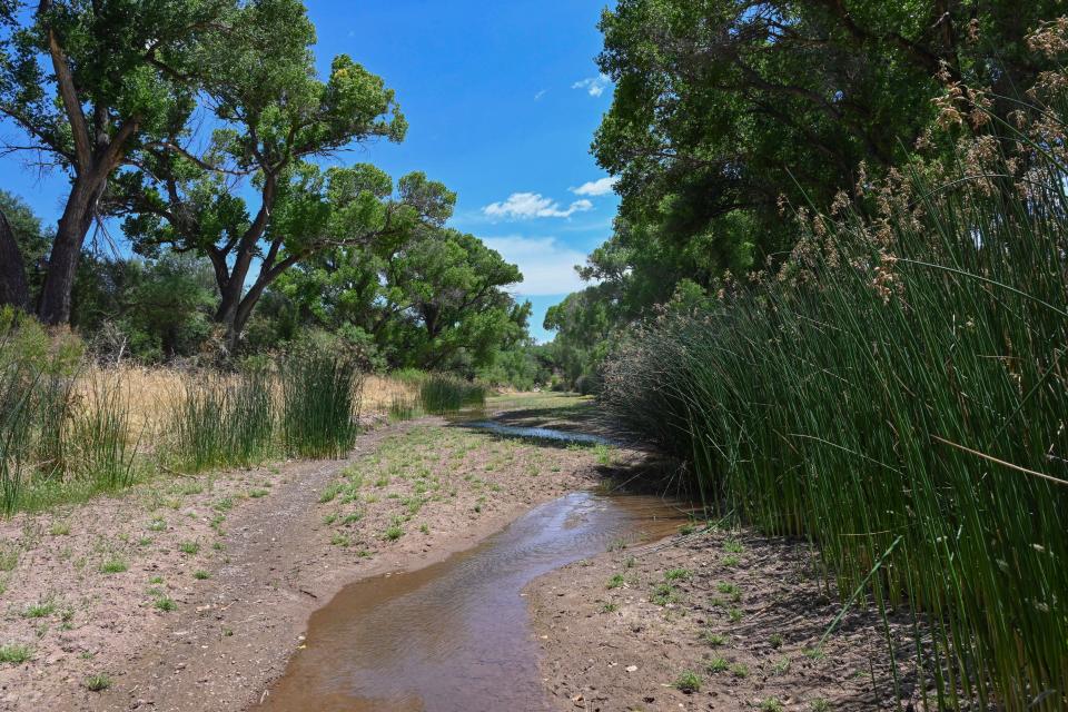 The San Pedro River flows beside reeds in June 2021.